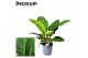 Philodendron imperial green Philodendron Imperial Green P19 3 pp 
