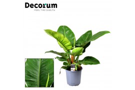 Philodendron imperial green Philodendron Imperial Green P19 3 pp