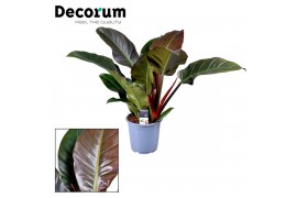 Philodendron imperial red Philodendron Imperial Red P19 3 pp