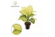 Dieffenbachia tropic marianne 