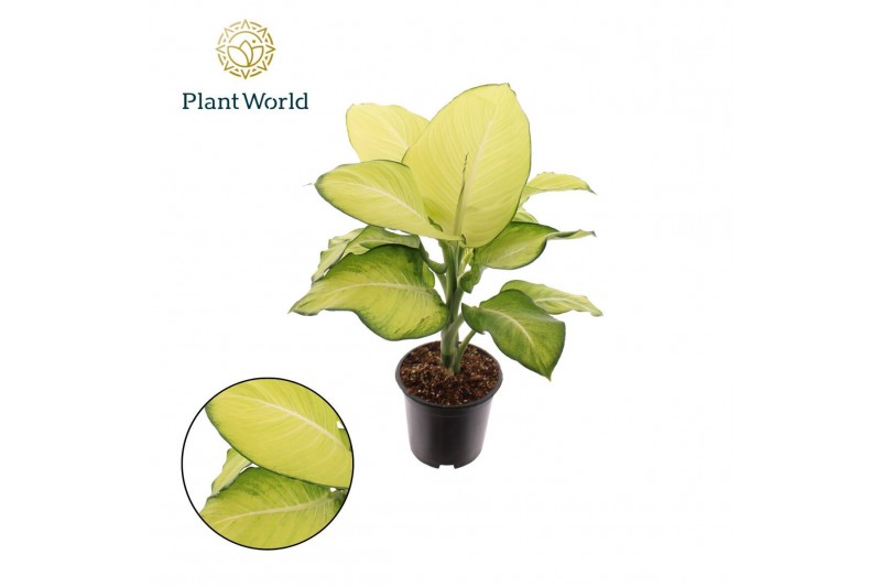 Dieffenbachia tropic marianne 