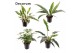 Philodendron Philodendron gemengd div. soorten P19 overig pp 