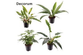 Philodendron Philodendron gemengd div. soorten P19 overig pp