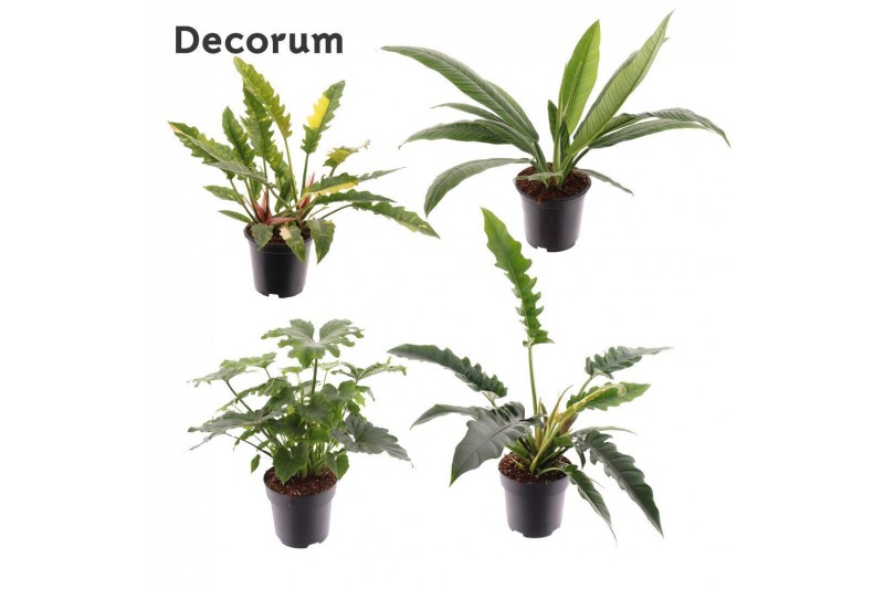 Philodendron Philodendron gemengd div. soorten P19 overig pp 