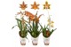 Odontoglossum 1 tak mix 