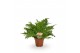 Blechnum gibbum silver lady 