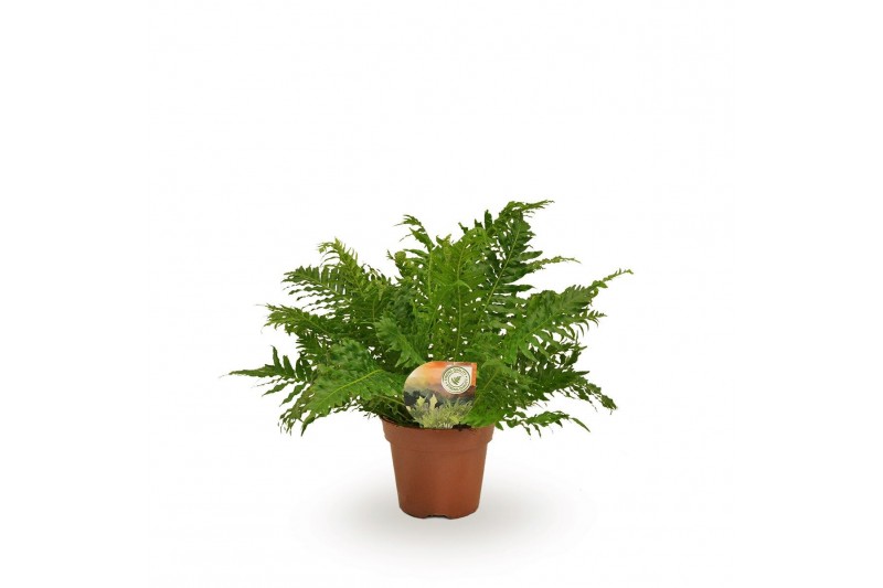 Blechnum gibbum silver lady 