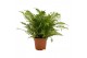 Blechnum gibbum silver lady 