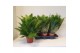 Blechnum gibbum silver lady 