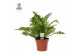 Blechnum gibbum silver lady Air So Pure 