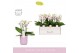 Phalaenopsis multiflora wit Boquetto Passione 3-5 spike in Molise Lila 
