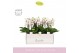 Phalaenopsis multiflora wit Boquetto Passione 3-5 spike in Molise Lila 