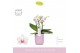 Phalaenopsis multiflora wit Boquetto Passione 3-5 spike in Molise Lila 