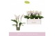 Phalaenopsis multiflora boquetto passione 3-5 tak 