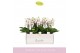 Phalaenopsis multiflora boquetto passione 3-5 tak 
