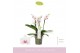 Phalaenopsis multiflora boquetto passione 3-5 tak 