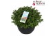 Nepeta (faassenii grp) purrsian blue Nepeta Purrsian Blue P30 50 bl. 