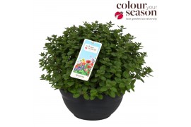 Nepeta (faassenii grp) purrsian blue Nepeta Purrsian Blue P30 50 bl.