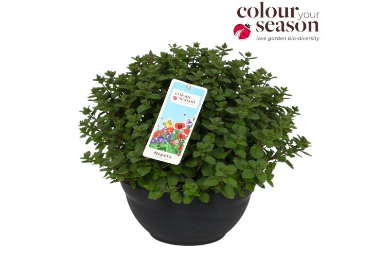 Nepeta (faassenii grp) purrsian blue Nepeta Purrsian Blue P30 50 bl. 