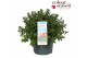 Nepeta (faassenii grp) purrsian blue Nepeta Purrsian Blue P30 50 bl. 