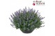 Nepeta (faassenii grp) purrsian blue Nepeta Purrsian Blue P30 50 bl. 