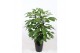 Schefflera actinophylla amate in santorini pot antraciet 
