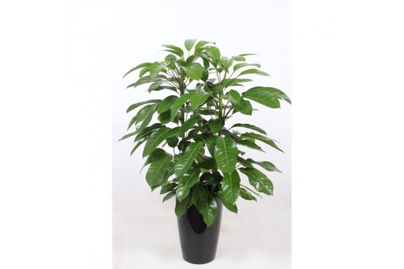 Schefflera actinophylla amate in santorini pot antraciet Schefflera actinophylla amate in santorini pot antraciet