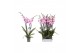 Phalaenopsis anthura washington 4 tak - 25+ bloemen 