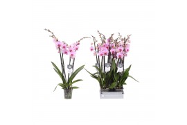 Phalaenopsis anthura washington 4 tak - 25+ bloemen