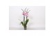 Phalaenopsis anthura washington 4 tak - 25+ bloemen 