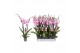 Phalaenopsis anthura washington 4 tak - 25+ bloemen 