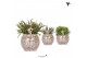 Rhipsalis mix Kolibri Greens in Safari pot 