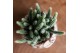 Rhipsalis mix Kolibri Greens in Safari pot 