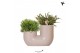 Rhipsalis mix Kolibri Greens - Tube sand 