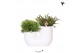 Rhipsalis mix Kolibri Greens - Tube white 
