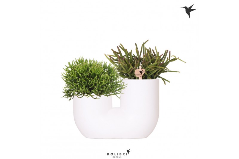 Rhipsalis mix Kolibri Greens - Tube white Rhipsalis mix Kolibri Greens - Tube white