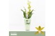Cymbidium Tiger Tail - 2 tak - Orchid Collection Potcover 