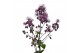 Thalictrum aquilegifolium Thalictrum Thundercloud 