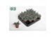 Succulenten Crassula Silver Spark 