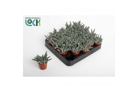 Succulenten Crassula Silver Spark