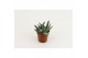 Succulenten Crassula Silver Spark 