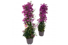 Bougainvillea Bougainvillea Sanderiana - piramide