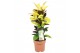 Codiaeum variegatum mrs iceton 