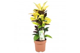 Codiaeum variegatum mrs iceton
