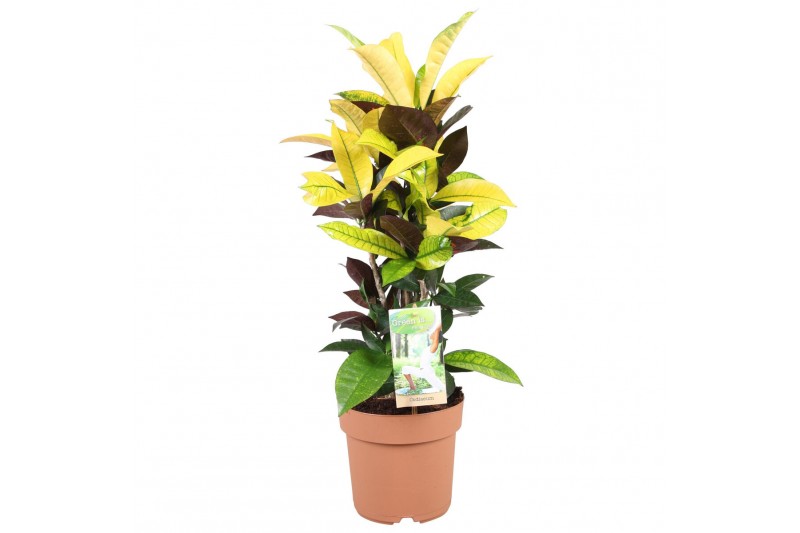 Codiaeum variegatum mrs iceton 