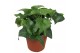 Hedera mein herz helix 7pp - 5-8cm Rank 