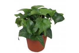 Hedera mein herz helix 7pp - 5-8cm Rank