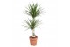 Dracaena marginata 2pp - 45-15 