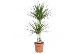 Dracaena marginata 2pp - 45-15