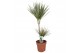 Dracaena marg. bicolor 2pp - 45-15 